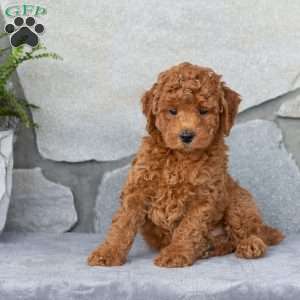 Fraser, Miniature Poodle Puppy